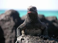 Galapagos 1-2-05 Bachas Marine Iguana We soon caught our first glimpse of a marine iguana, certainly among the most unusual creatures in the Galapagos. Charles Darwin made extensive observations on these large, lizard-like reptiles. They certainly well demonstrate the unique evolution and adaptation of Galapagos fauna, developing into efficient swimmers feeding off shore mostly on marine algae and seaweed. A gland connected to the notrils removes salt from the body, which is then expelled by sneezing. The spray often shoots up into the air and then falls back on the head, where it forms the white wig often seen on marine iguanas.